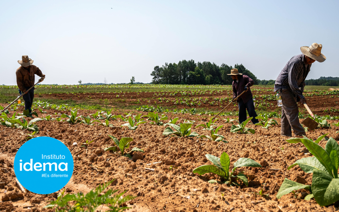 Agricultores trabajando en equipo en un campo cultivado, representando el esfuerzo del trabajo rural en comunidad.
